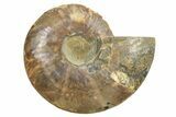 Cut & Polished Ammonite Fossil (Half) - Madagascar #296459-1